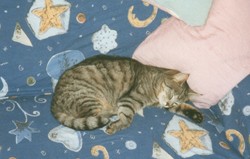 Samy 3