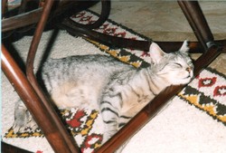 Samy 5