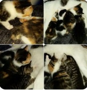katzenbabys