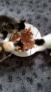 thumb katzenbabys 002