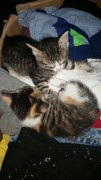 thumb katzenbabys 005