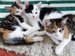 katzenkinder 001
