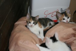 katzenkinder 011