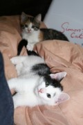 katzenkinder 012