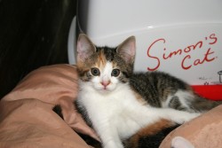 katzenkinder 013