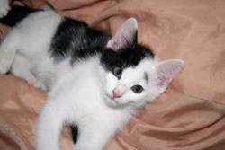 katzenkinder 014
