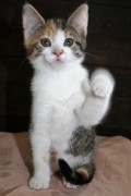 katzenkinder 016
