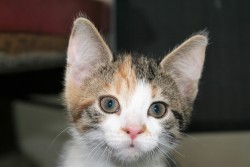 katzenkinder 017