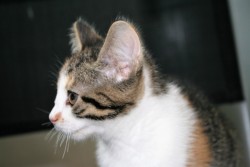 katzenkinder 018