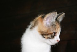 katzenkinder 019