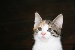 katzenkinder 020