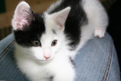 katzenkinder 023