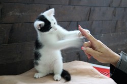 katzenkinder 024