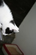 katzenkinder 025