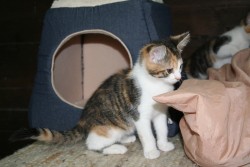 katzenkinder 027