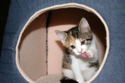 katzenkinder 028
