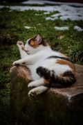 001 2018 katzenleben