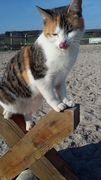 013 2018 katzenleben