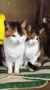 021 2018 katzenleben