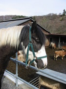 2004 03 003 März