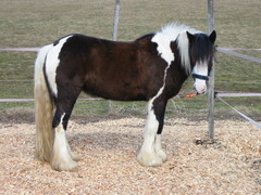 2006 005 Februar