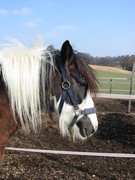 2006 008 März