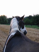 2006 016 Juli