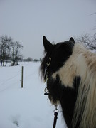 2007 002 Januar