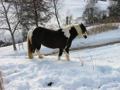 2007 004 Januar