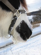 2007 005 Januar
