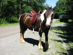2007 007 Juli