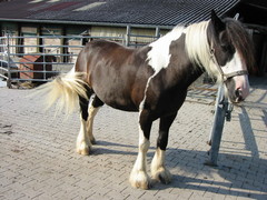 2007 009 Juli