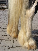 2007 011 Juli