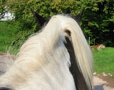 2007 014 Juli
