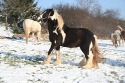 2009 001 Januar