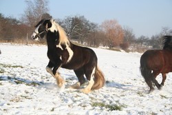 2009 002 Januar