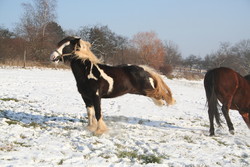 2009 003 Januar