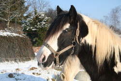 2009 005 Januar