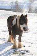 2009 006 Januar