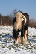 2009 007 Januar