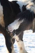 2009 008 Januar