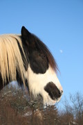 2009 009 Januar