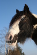 2009 010 Januar