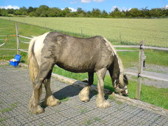 2009 011 Juni