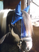 2010 002 februar