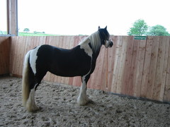 2010 008 juni