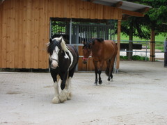 2010 013 juni