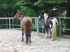 2010 016 juni