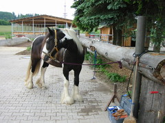 2010 017 juni