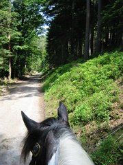 2010 020 juni kopie
